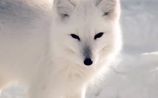 Картинка hd, животные