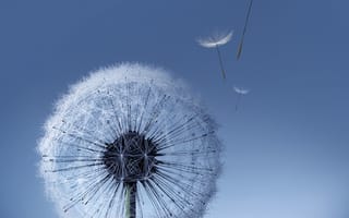 Картинка galaxy, samsung, галактика, самсунг, растения, одуванчик, ветер
