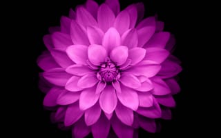 Картинка gdfg, purple lottus, фиолетовые