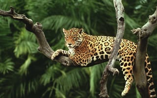Картинка дерево, кошки, лес, пальмы, джунгли, ягуар