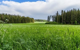 Картинка природа, пейзаж, лес, трава, поле