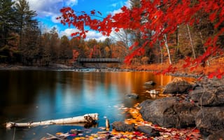 Картинка red leaves, silence nature, природа, красые, деревья, озеро, листья, дерево, тишина