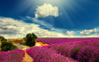 Картинка countryside, provence, природа, поле, франция, солнечный свет, лаванда
