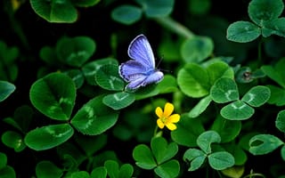 Картинка butterfly and clover, природа, красота, бабочки, клевер