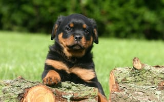 Картинка rottweiler, милые, собаки