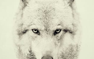 Картинка зима, животные, волк