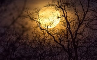 Картинка темные, луна, дерево, земля, силуэт