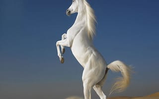 Картинка white horse, белые, лошадь