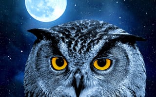 Картинка night moon shine, owl, ночь, луна, сова, сияние