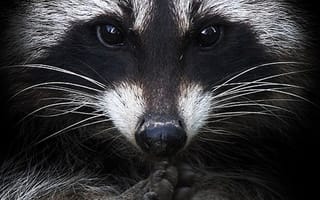 Картинка raccoon, черные