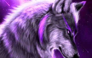 Картинка фиолетовые, волк