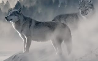 Картинка лес, волк, туман