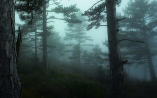Картинка лес, туманные