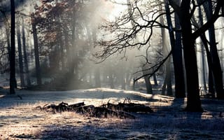 Картинка дерево, свет, лес, тень