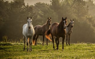 Картинка herd, дерево, лошадь, трава, туман, лошади, прогулка
