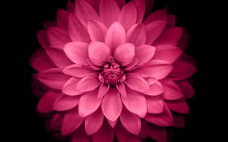 Картинка pink lottus, розовые