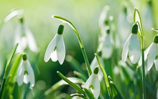 Картинка snowdrops, снег, капли