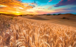 Картинка color sky, sunset nature, wheat field, природа, небо, цветные, закат, поле, пшеница