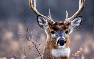 Картинка природа, животные, олень, дикая природа