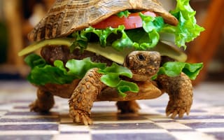 Картинка funny turtle, абстрактные, забавные, черепаха