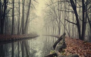 Картинка природа, лес, осень, река, туманные
