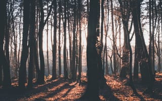Картинка arboles, suma, дерево