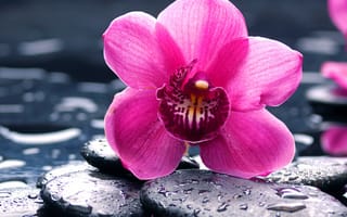 Картинка beautiful orchid pink, water stones, beautiful orchid, розовые, прекрасные, вода, камни, орхидея