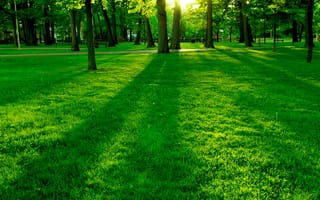 Картинка grassy sunrise, природа, зеленые, дерево, солнце, трава, восход
