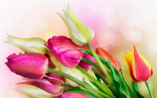 Картинка цветы, тюльпаны