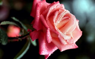 Картинка розы, розовый, капли