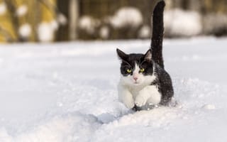 Картинка кошка, снег, зима