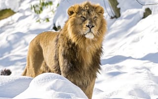 Картинка львы, царь, снег