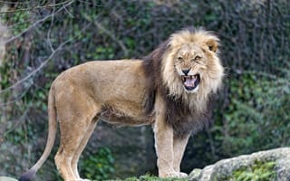Картинка львы, рык, царь, недовольство