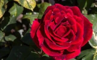 Картинка розы, красный