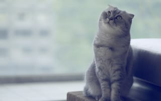 Картинка кошка, скоттиш-фолд, шотландская, вислоухая