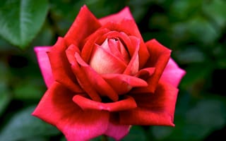 Картинка розы, королева