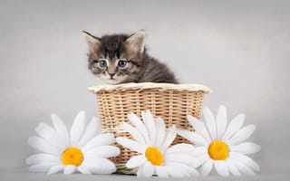 Картинка кошка, корзинка, котенок, ромашки