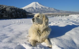 Картинка взгляд, собака, снег, поле, гора