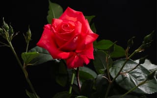 Картинка розы, королева, красный