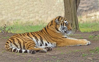 Картинка тигры, отдых, амурский, тигр