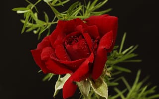 Картинка розы, бордовая, роза