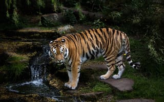 Обои тигры, вода, хищник