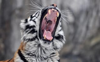 Картинка тигры, зевает, пасть, клыки, амурский, тигр