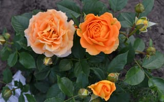 Картинка розы, оранжевый, листья