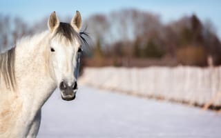 Обои лошадь, морда, зима, голова, конь