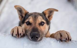 Картинка engholm, husky, lodge, norway