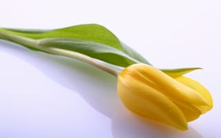 Картинка тюльпаны, одиночка, желтый