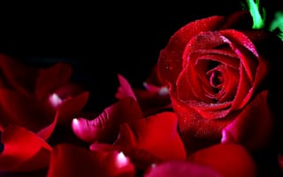 Обои розы, бутон, лепестки, красный, капли