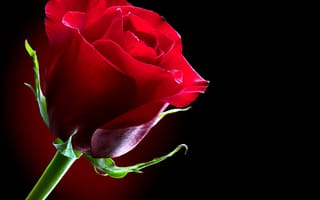 Картинка розы, одиночка, красный