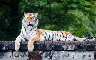 Картинка тигры, отдых, лежит, настил, кошка